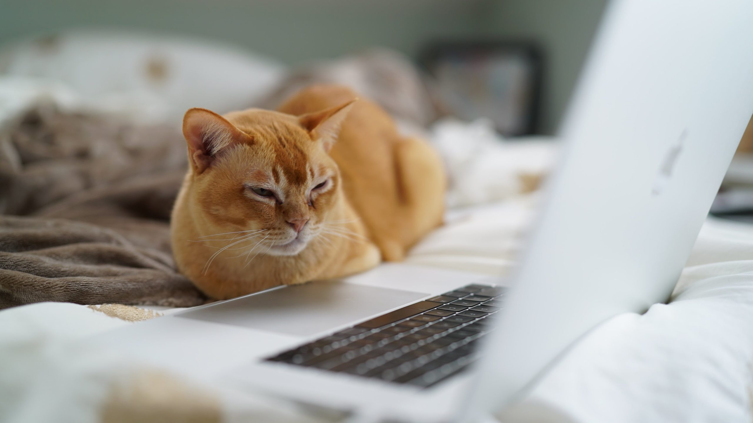 chat roux devant un ordinateur portable